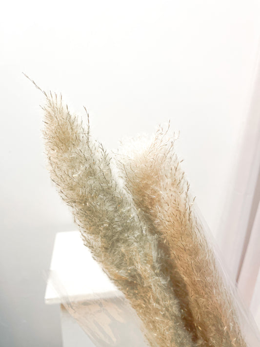 Grey Pampus Grass - 45 Inches