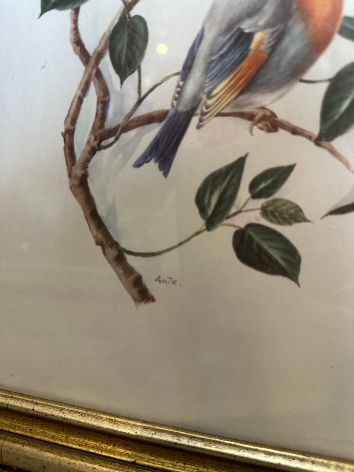 Pair of framed bird illustrations signed AMTR