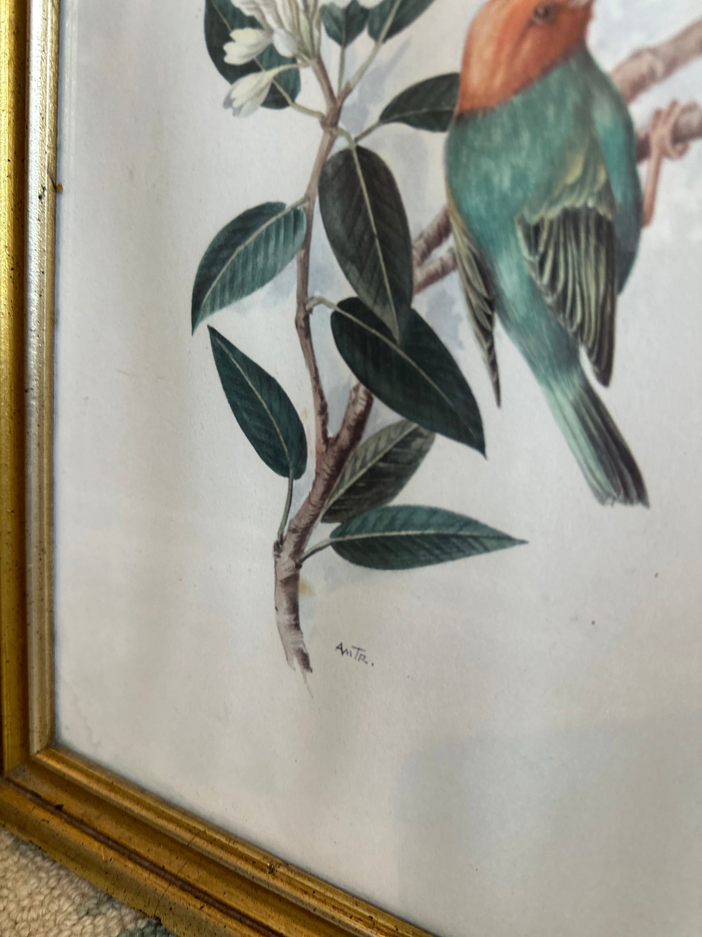 Pair of framed bird illustrations signed AMTR