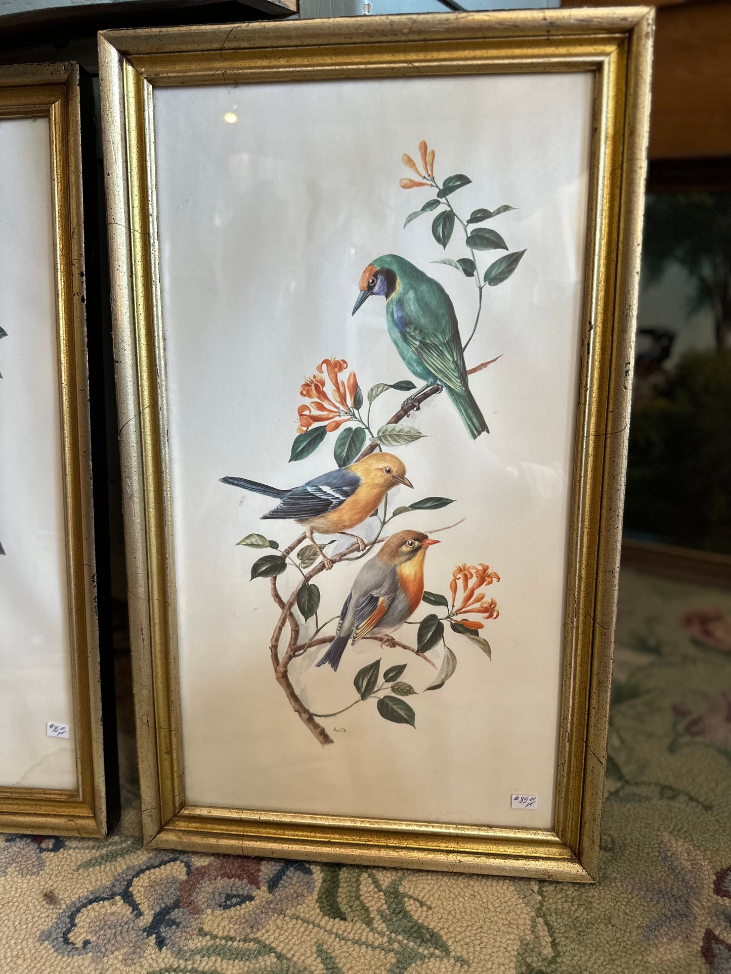 Pair of framed bird illustrations signed AMTR