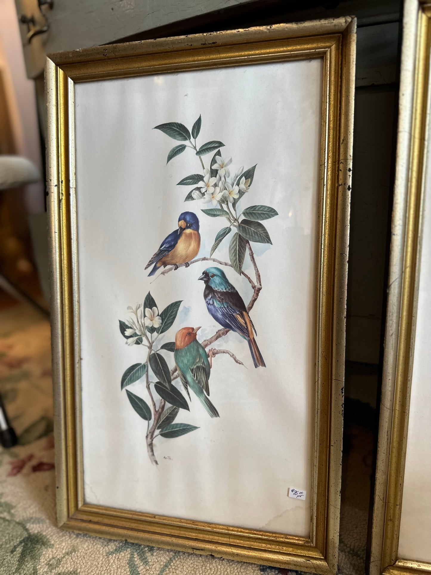 Pair of framed bird illustrations signed AMTR