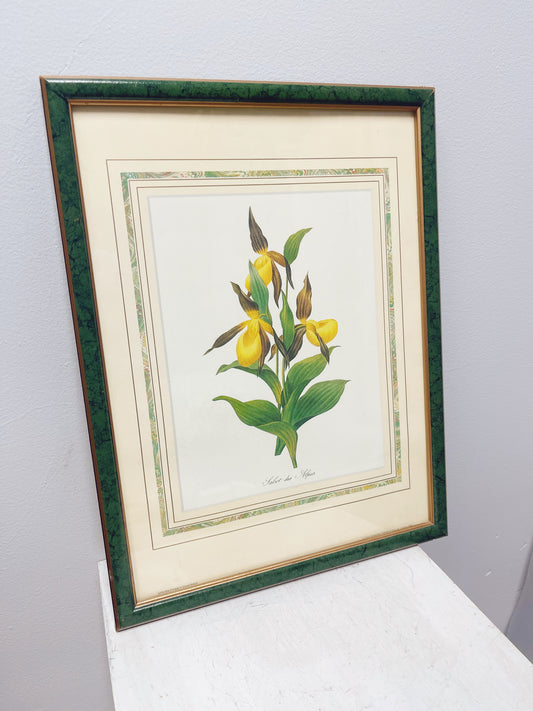 Framed Botanical print