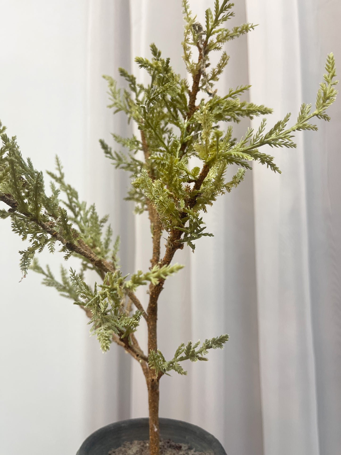 Bendable Mini Trees