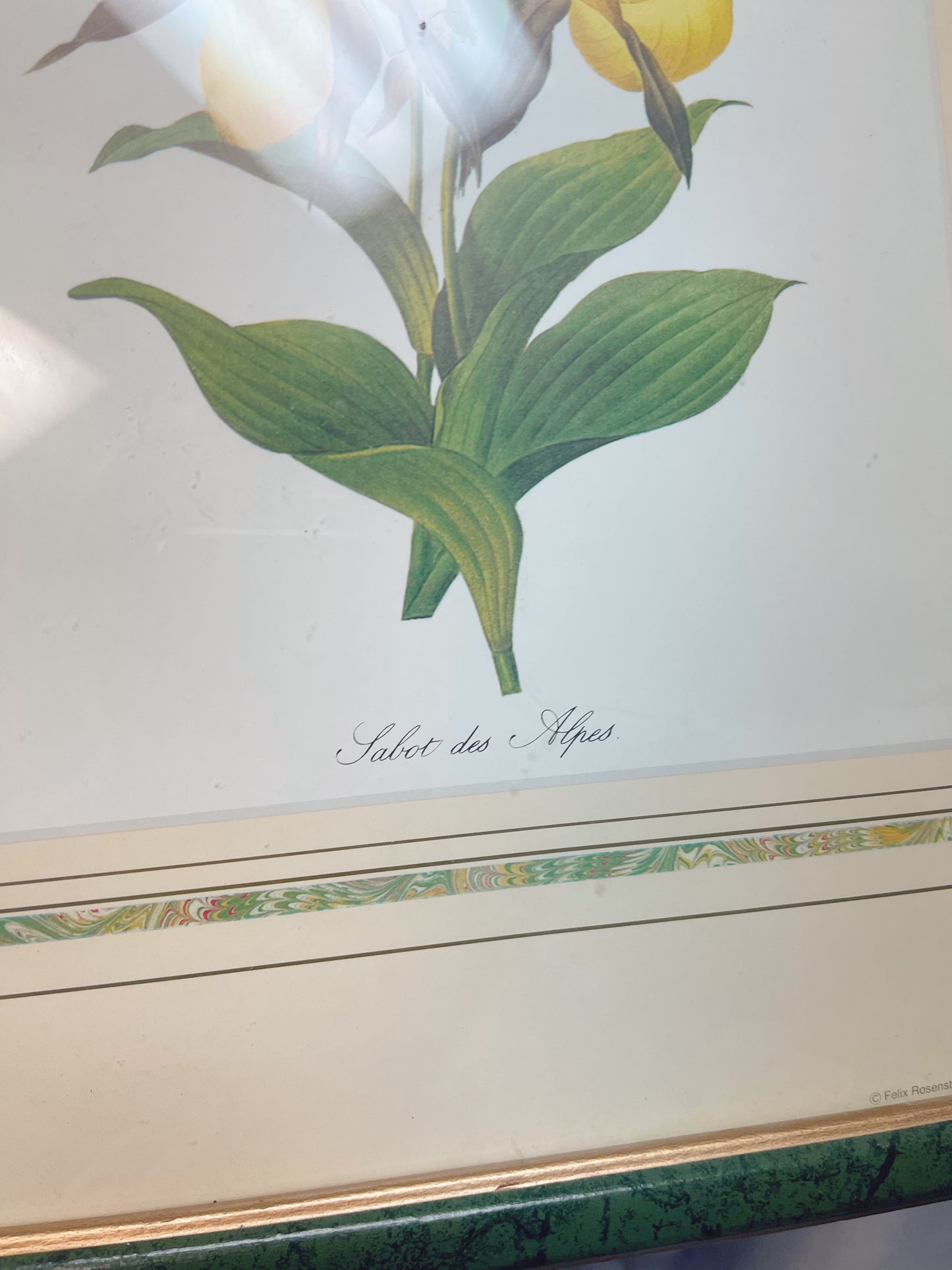 Framed Botanical print